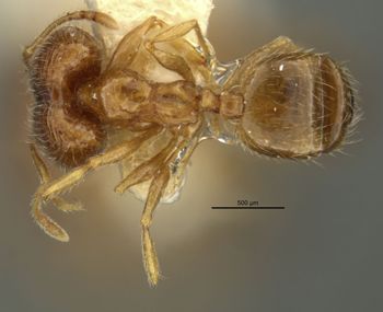 Media type: image;   Entomology 28095 Aspect: habitus dorsal view